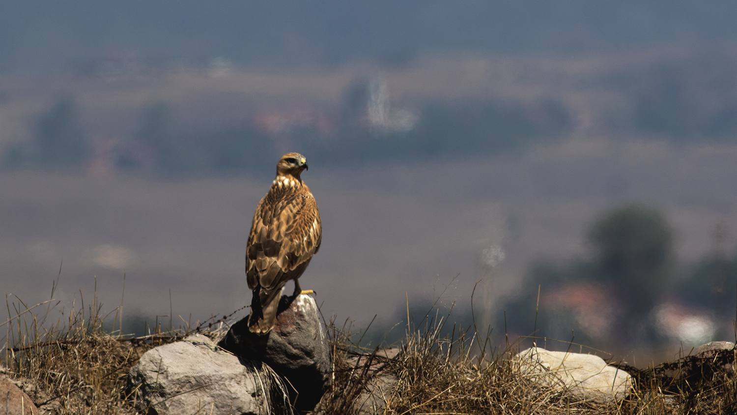 Long-legged Buzzard